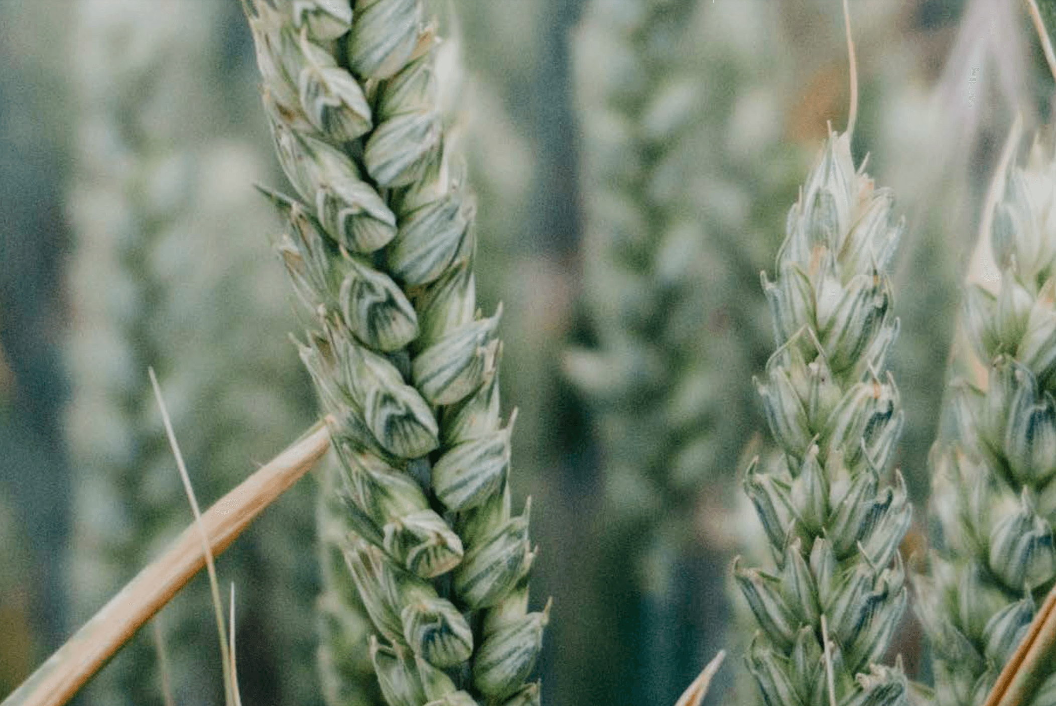 Dieta Invoq - kohti vastuullisempaa valmistamista